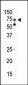 AMPK alpha2 Antibody (C-term)